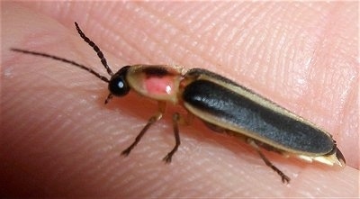 Lightning Bug in the hand of a person