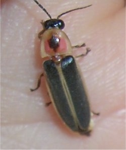 Close Up - Lightning Bug in a hand