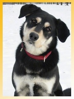 Close up upper body shot - A black with tan Siberian Retriever is wearing a red collar sitting outside in snow. Its head is tilted to the right. It has snow on its muzzle. Its eyes are golden brown in color.