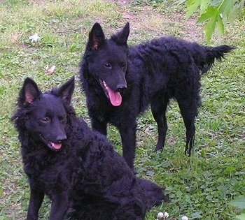 Two black Mudis are sitting and standing in grass and they are looking to the right. They are both panting.