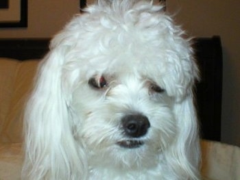 Close Up head shot - A soft-looking, longhaired, white Malchi is sitting on a bed.