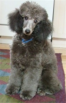 Front view - A grey Miniature Poodle dog is sitting on a maroon, green and blue throw rug in front of a white appliance. Its head is tilted to the right.