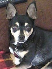 Close up front side view - A shorthaired, black with white and tan Rat-Cha is laying across a couch and it is looking forward. There is a remote on the arm of the couch behind it.