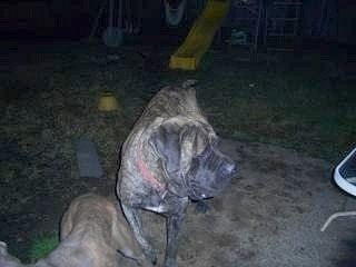 A brindle Nebolish Mastiff is walking across a concrete patio with a child's toys in the grass and a yellow sliding board behind it. It is night time and the dog is looking to the right.