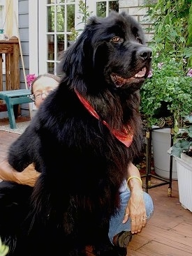 Front side view - A huge, black Newfoundland is sitting on a wooden porch in front of a lady sitting cross-legged.