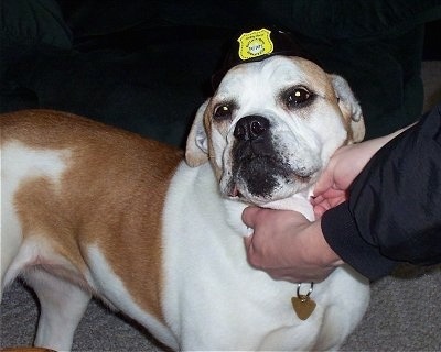 Close up front side view - A tan with white Olde English Bulldogge is standing on a carpet looking forward with a person's hands under the dog's chin. It is wearing a police hat.