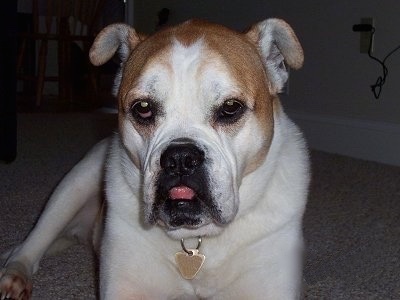 Front view - A tan with white Olde English Bulldogge is laying on a carpet looking forward.