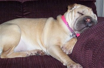 Side view - A tan Ori Pei is wearing a hot pink collar sleeping on a purple couch with this head resting on the arm. It has a wrinkly head with a pink nose.