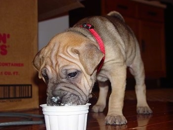 Front side view - A tan Ori Pei puppy is wearing a red collar standing on a hardwood floor and eating ice cream out of a small plastic container. It has white ice cream on its nose and lips.