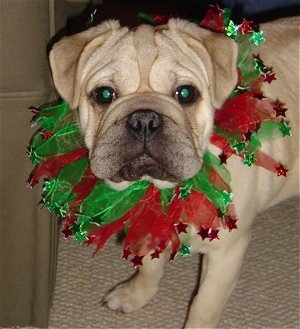 Close Up head and upper body shot - A pudgy, extra skinned, wrinkly, square snouted, tan with black Ori Pei is standing next to a couch wearing a red and green decoration around its neck.