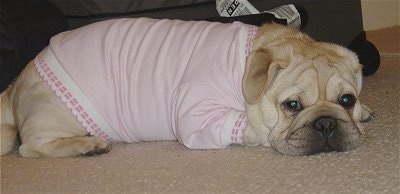 Side view - A pudgy, extra skinned, wrinkly, tan with black Ori Pei is laying down on a tan carpet wearing a pink shirt looking towards the camera.
