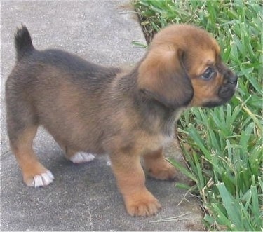 Side view - A brown with black and white Peagle puppy is standing across a sidewalk in front of thick grass.