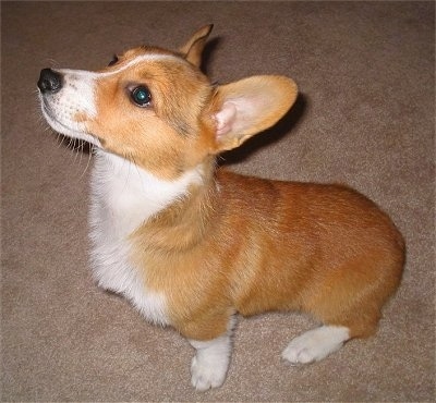 tan corgi puppy