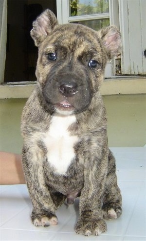Close up front view - A brown-brindle wide-chested puppy is sitting on a bed in front of an open window. Its ears are cropped to a round shape and it has white on its chest.