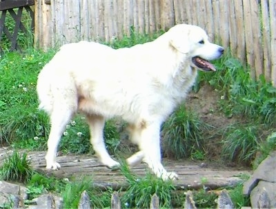 A white Polish Tatra Sheepdog is walking across a wooden walkway. Its mouth is open and its tongue is out.