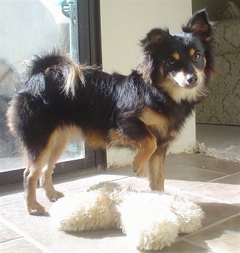 A black with tan Pomapoo is standing on a tiled floor and behind it is a glass door. The dog is looking forward, its head is slightly tilted to the left, its front paw is up in the air and there is a plush toy under it.