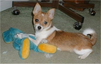 Side view - A shorthaired tan with white Pomchi is laying across a blue with yellow plush doll while ripping the stuffing out of it.