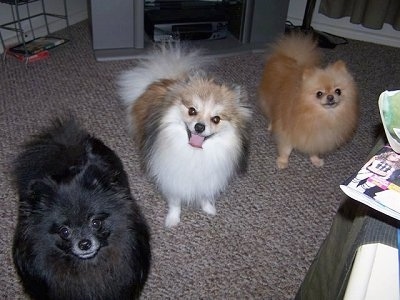 Front view - Three Pomeranians are standing on a carpet and they are looking up and forward.