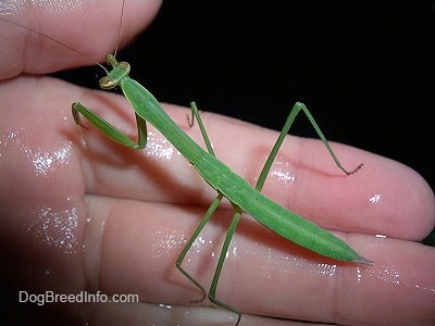 Preying Mantis in a persons hand