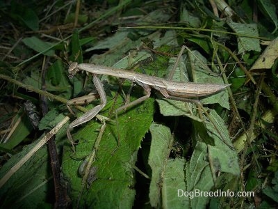 Right Profile - Preying Mantis in the leaves