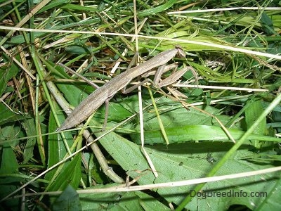 Preying Mantis moving through leaves