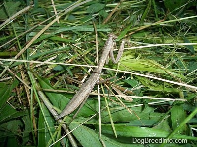 Camouflaged Preying Mantis walking through leaves on the ground