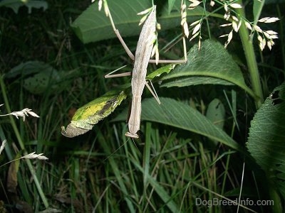 Brown Preying Mantis hanging from a leaf