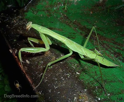 Preying Mantis walking on the front end loader of a john deere tractor