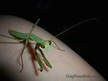 Preying Mantis walking up an arm