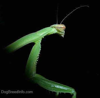 Left Profile Close Up - The back of a preying Mantis Head