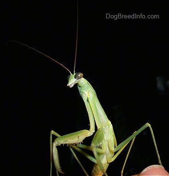 Close Up - Preying Mantis in a persons hand