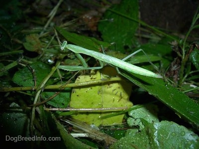 Green Preying Mantis walking through the leaves