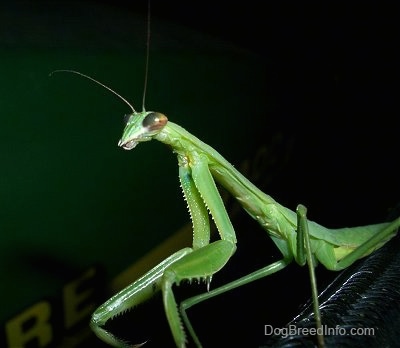 Close Up - Preying Mantis