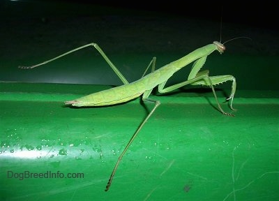 Preying Mantis walking along the green John Deere Tractor