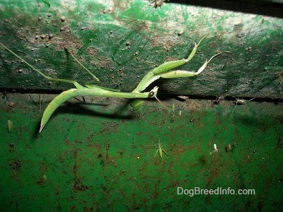 Preying Mantis on a green John Deere Tractor