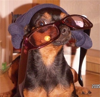 Close Up - A black and brown Prazsky Krysavik dog is laying on a floor wearing sunglasses and a head wrap.