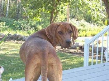 The back of a Redbone Coonhound that is standing at the top of a wooden staircase in front of a grassy yard and trees. The dog is looking back at the camera.
