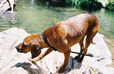 The front left side of a wet Redbone Coonhound that is standing on a large bolder sized rock surrounded by water.