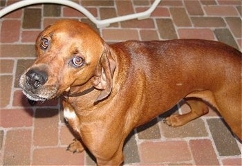 Top down view of a Redbone Coonhound that is standing on a brick floor and it is looking up.