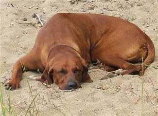 A Redbone Coonhound is laying down in sand.