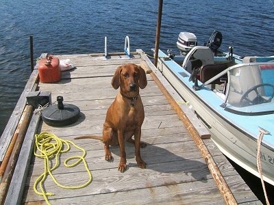 A Redbone Coonhound is sitting on a wooden dock and to the right of it is a docked boat that is floating in the water.