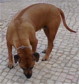 A Rhodesian Ridgeback dog is sniffing the square stone ground it is standing on. It is wearing a choke chain collar and has a line down its back. Its tail is long.