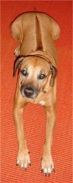 A Rhodesian Ridgeback is laying on a orange mat. The dog is looking up. It has a line down its back.