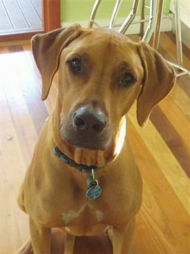Close up front view - A tan Rhodesian Ridgeback is sitting on a hardwood floor and it is looking up. Its head is slightly tilted to the right. There is a green wall and a sliding glass door leading to the outside behind it.