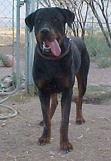Front view - A black and tan Roman Rottweiler is standing on a dirt surface and it is looking forward. Its mouth is open and its tongue is hanging out the right side of its mouth.