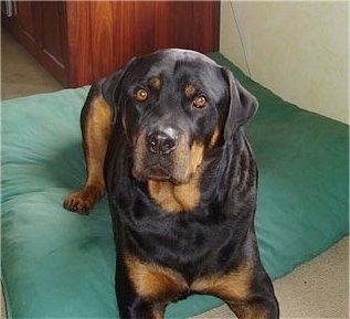 A thick, wide, huge black with brown Rottweiler is laying on a green pillow and it is looking up and to the left. The dog has round golden brown eyes.