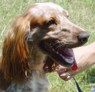 Close up - The right side of a white with tan Russian Spaniel that is sitting outside in grass, its mouth is open and it looks like it is smiling.