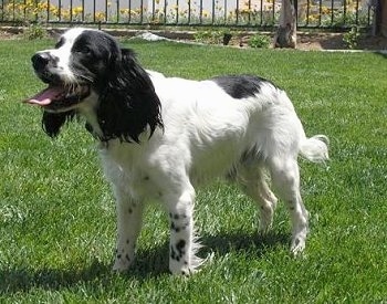 The front left side of a white with black Russian Spaniel dog standing in grass. Its mouth is open and its tongue is out. It is looking to the left.