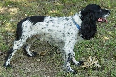 russian spaniel