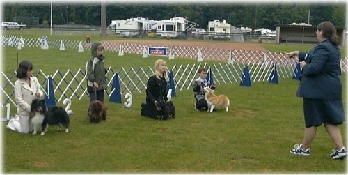 Four children are in a field and they have dogs in front of them. There is a lady instructing the children across from them.